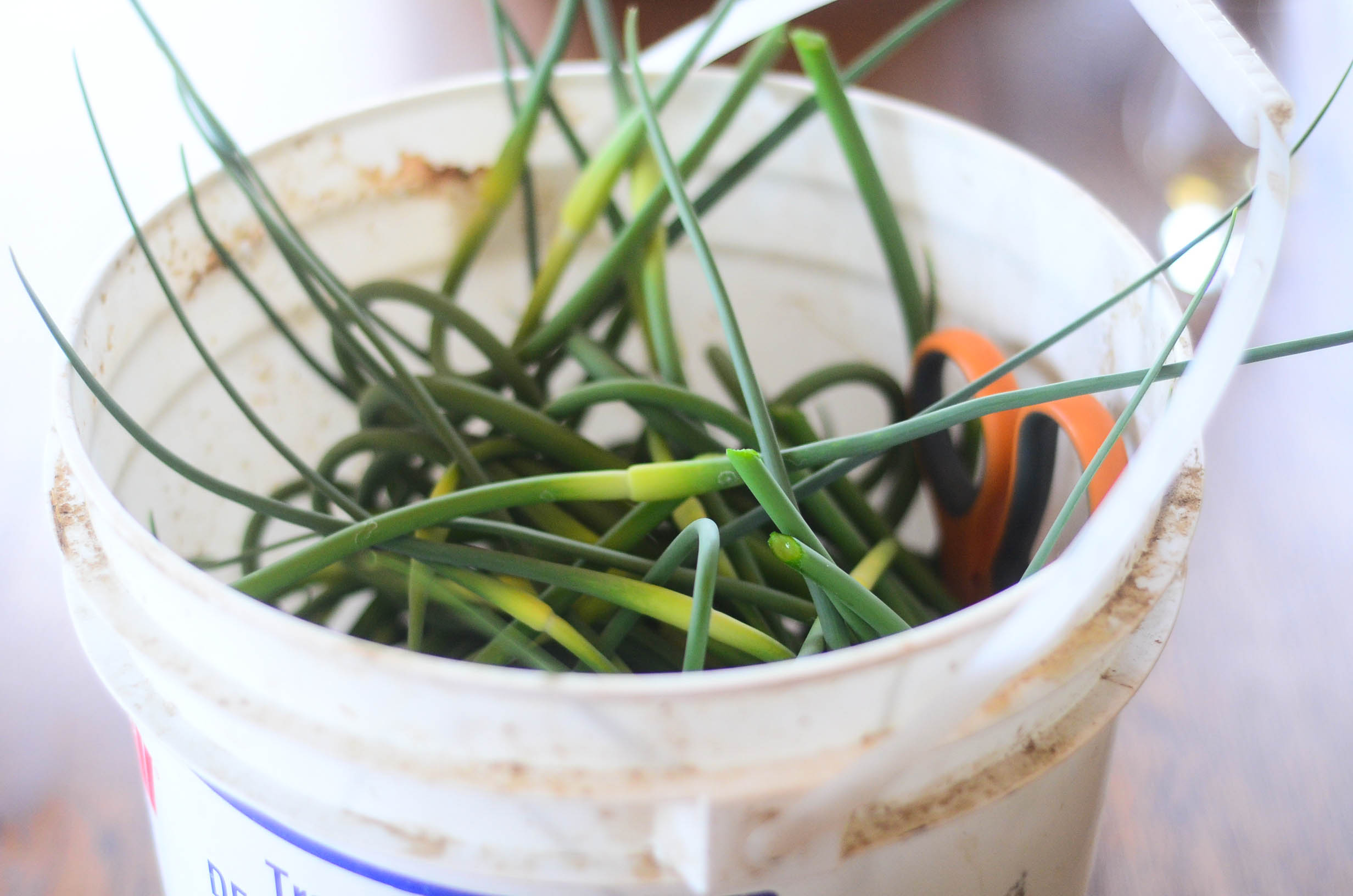 Roasted Garlic Scapes With Parmesan The Elliott Homestead