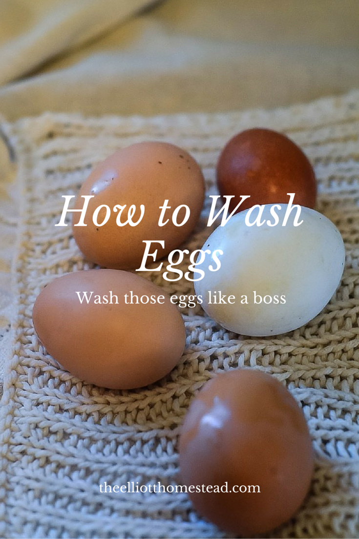 How To Wash Eggs The Elliott Homestead 