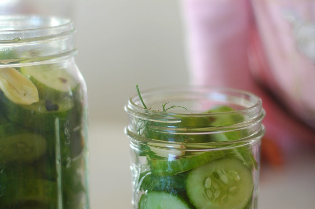 Fermented Pickles Recipe
