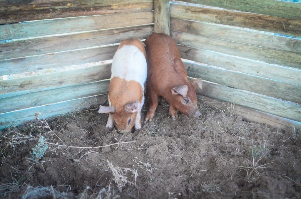 Feeding The Pigs | The Elliott Homestead (.com)