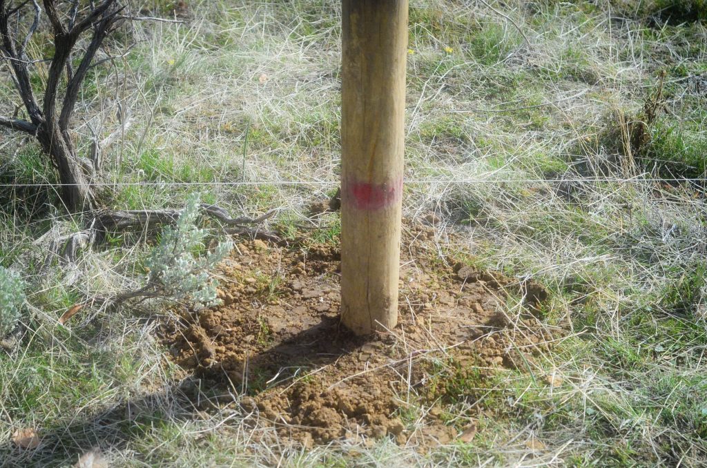 entrenched post of a pig fence