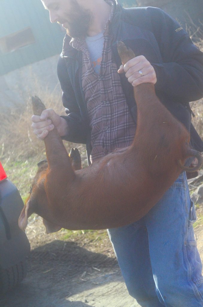 Stuart holding up a pastured pig by the legs