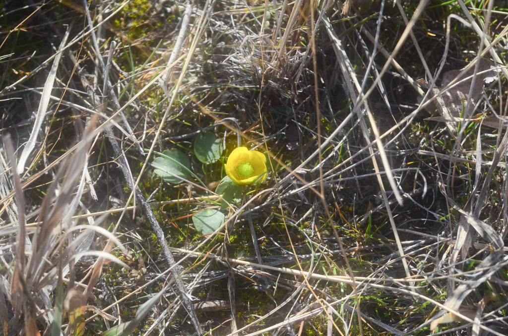 small yellow flower in the brush of Beatha Fonn