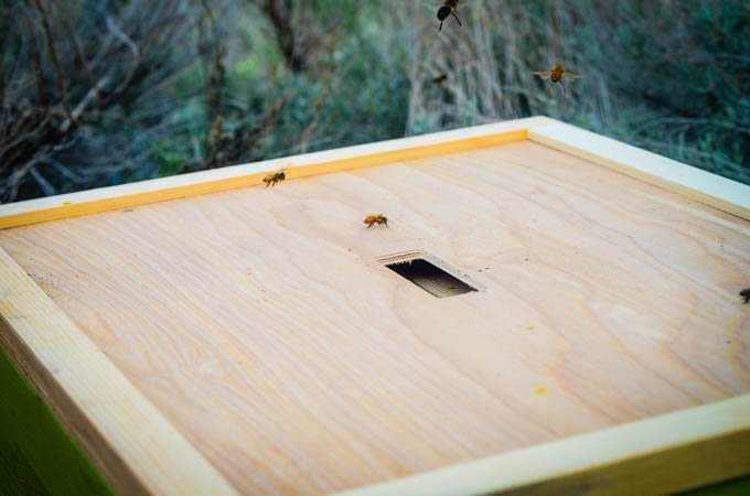 beehive with open section for sugar syrup feeder, with bees