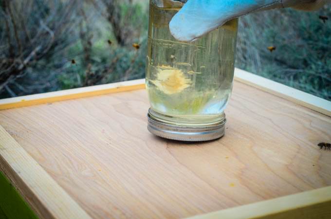 hand placing sugar syrup feeder jar into beehive