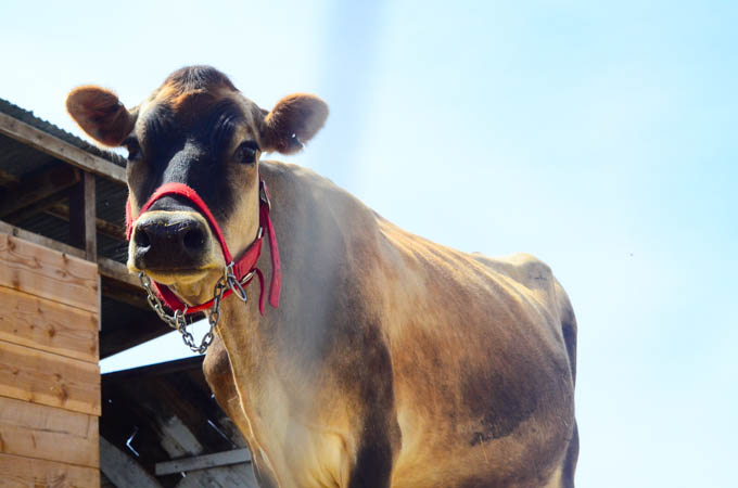 Naturally Breed The Family Cow | The Elliott Homestead (.com)