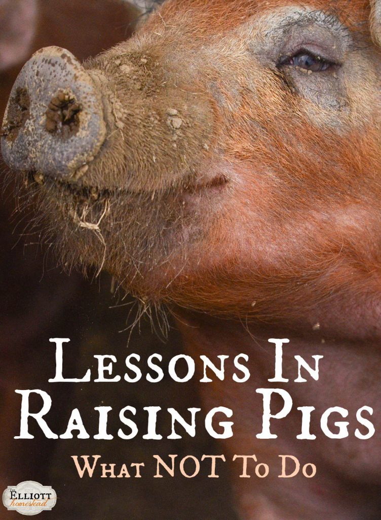 Lessons In Raising Pigs (What NOT To Do!) | The Elliott Homestead (.com)