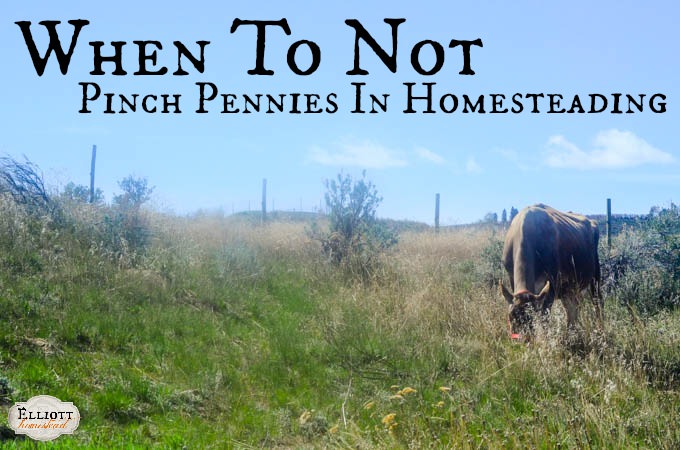 When to not pinch pennies in homesteading | The Elliott Homestead (.com)