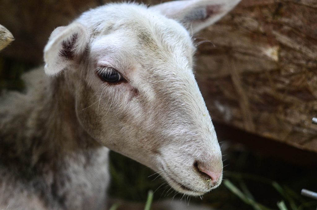 Preparing for Sheep On The Farm | The Elliott Homestead (.com)