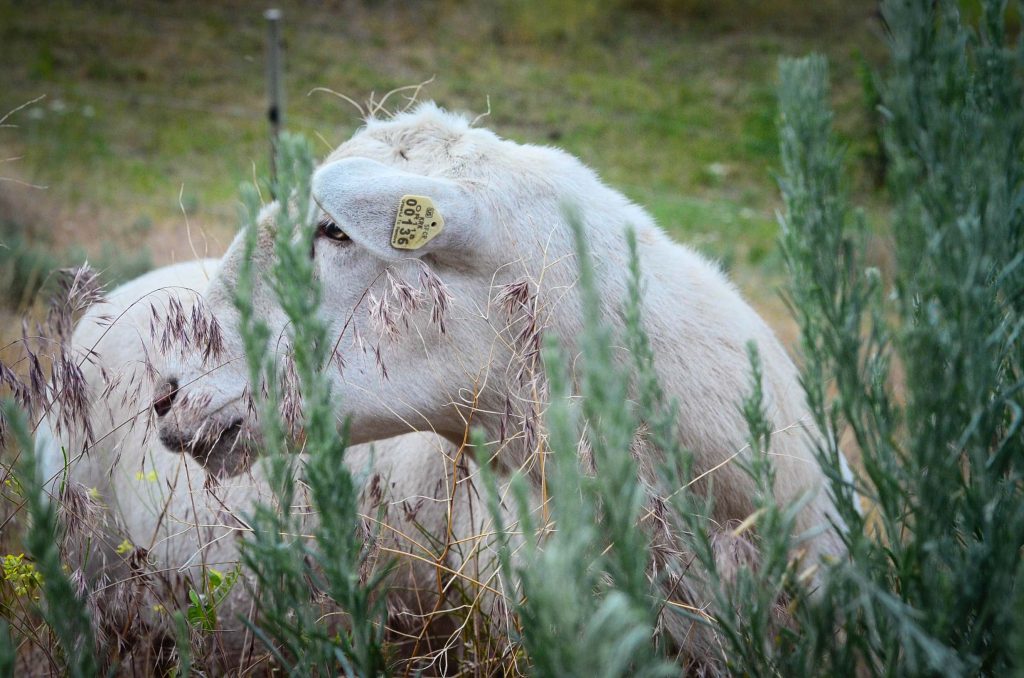Preparing for Sheep On The Farm | The Elliott Homestead (.com)