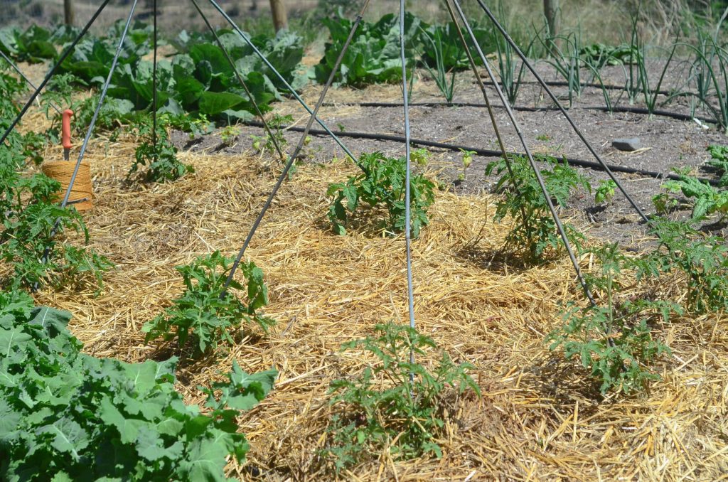 How To Build A Tomato Cage For Under $4 | The Elliott Homestead (.com)