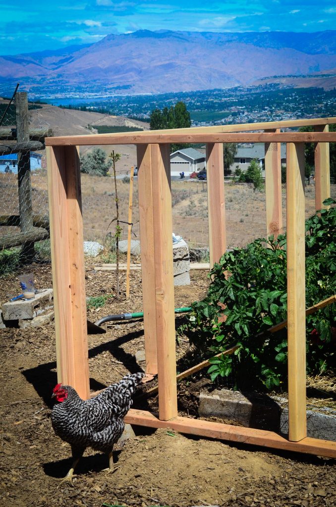 chicken outside the completed frame of a greenhouse