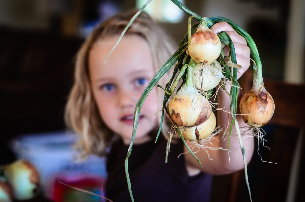 Georgia's 'braid' of onions from The Elliott Homestead