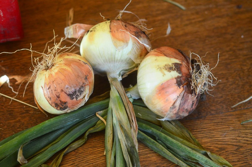 How to braid onions, Step 1