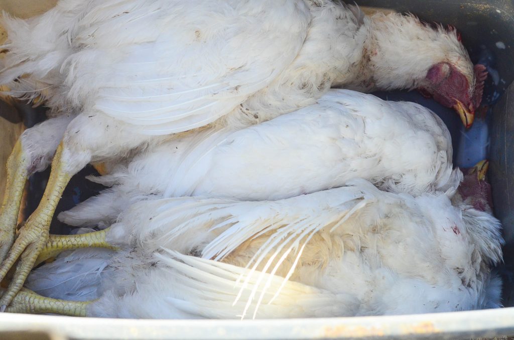 Chickens ready for plucking! | The Elliott Homestead (.com)