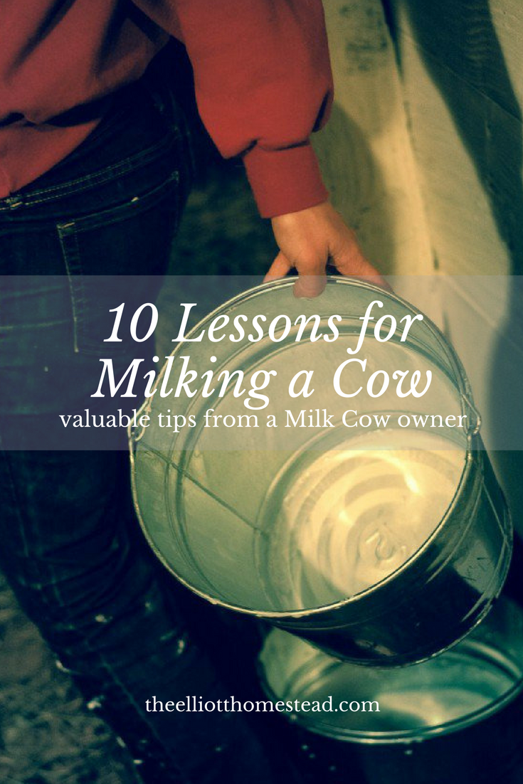 10 Most Important Lessons Learned About Milking A Family Cow | The Elliott Homestead (.com)