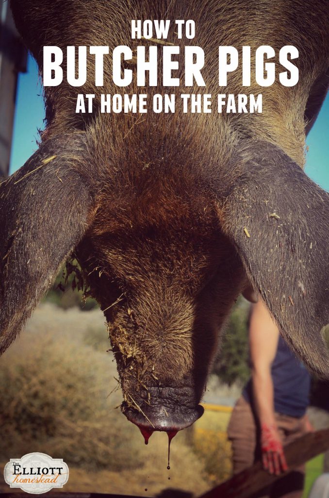 How To Butcher Pigs (At Home On The Farm) | The Elliott Homestead (.com)
