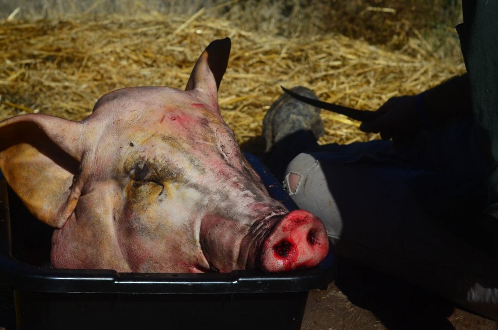 How To Butcher Pigs (At Home On The Farm) - Shaye Elliott