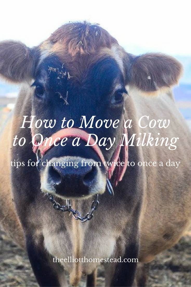 Moving a cow to once a day milkings | The Elliott Homestead (.com)