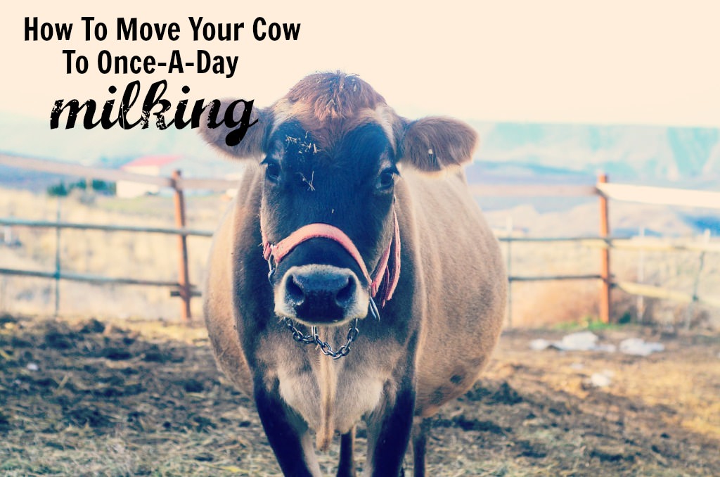 How To Move Your Cow To Once A Day Milking | The Elliott Homestead (.com)