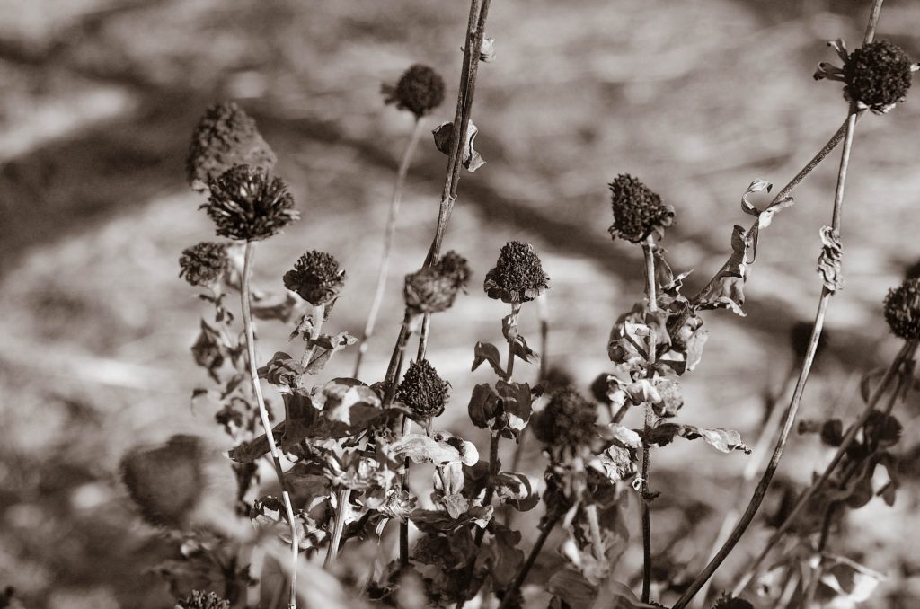 Frozen zinnias | The Elliott Homestead (.com)