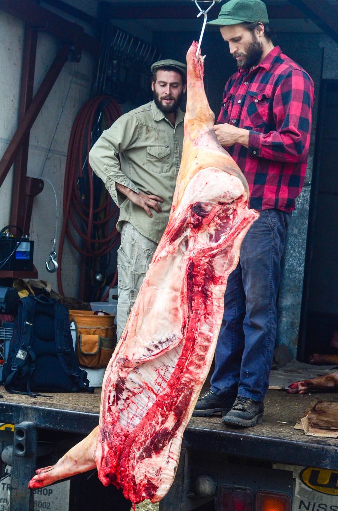 Butchering a Pig: Weighing the side of pork | The Elliott Homestead
