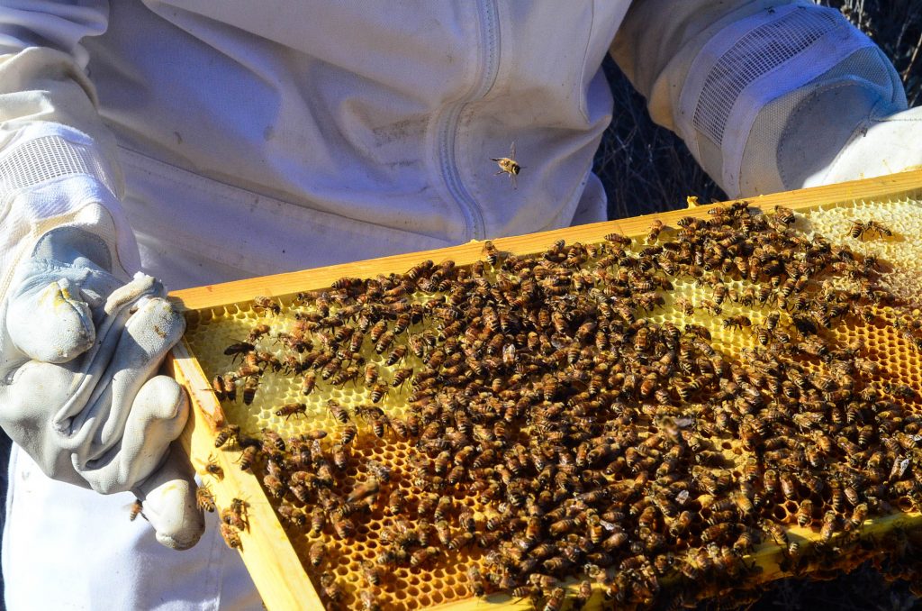 Healthy Bees In The Spring | The Elliott Homestead (.com)