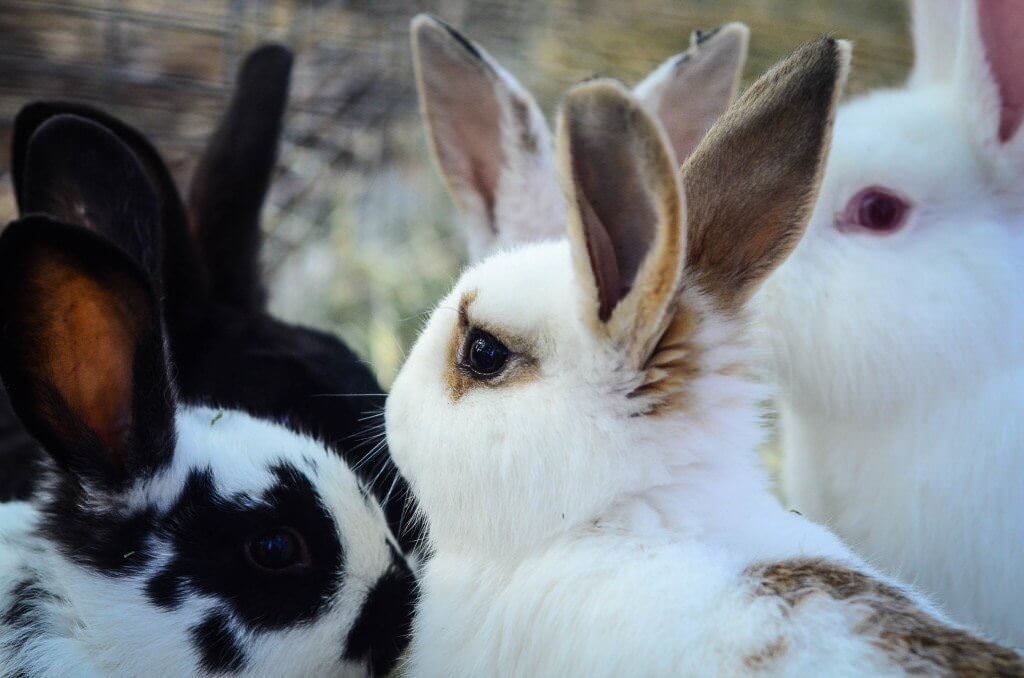 Raising Rabbits for Meat | The Elliott Homestead
