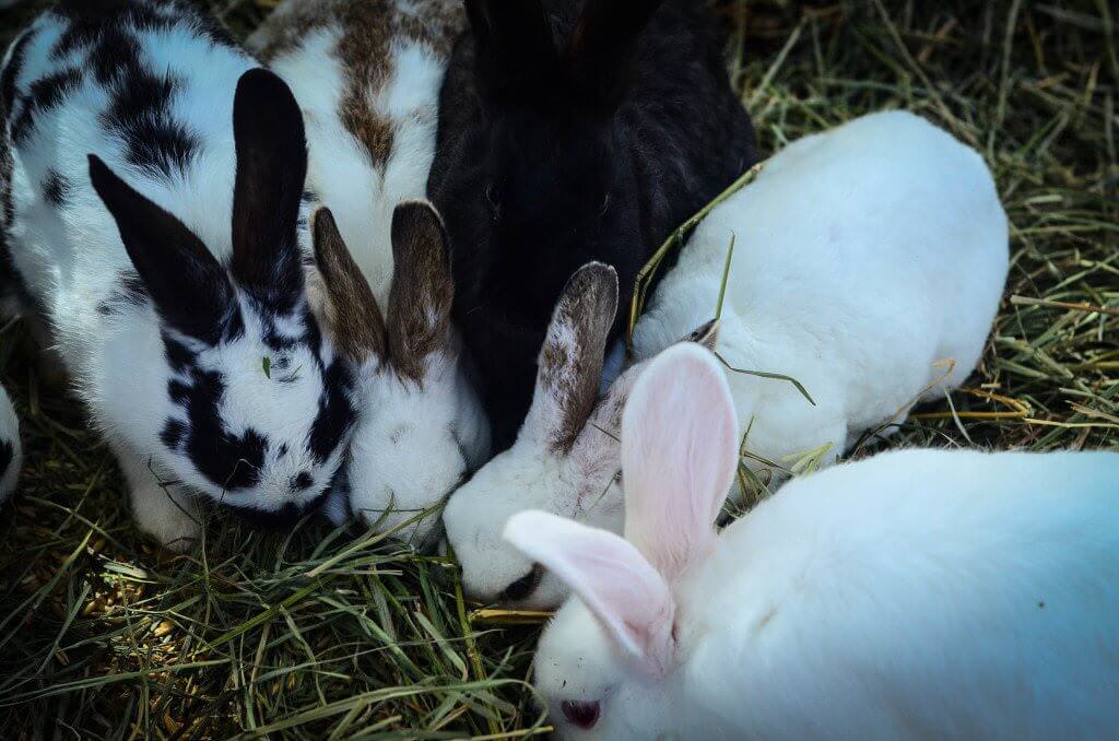 Raising Rabbits for Meat: Kits fattening for harvest | The Elliott Homestead