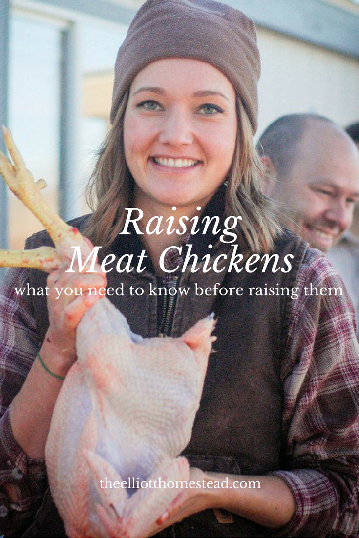 Meat Chickens: What You Need To Know Before You Raise Them | The Elliott Homestead