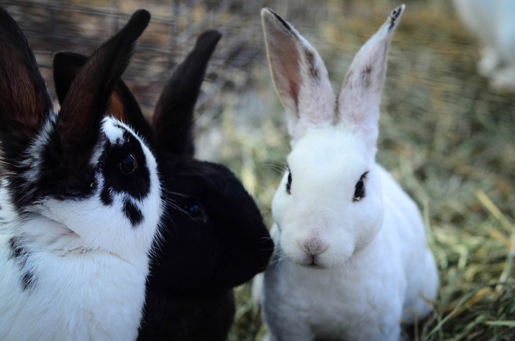 Why I love raising meat rabbits | The Elliott Homestead