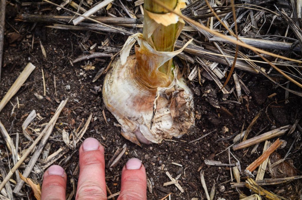 Garlic ready for harvest | The Elliott Homestead