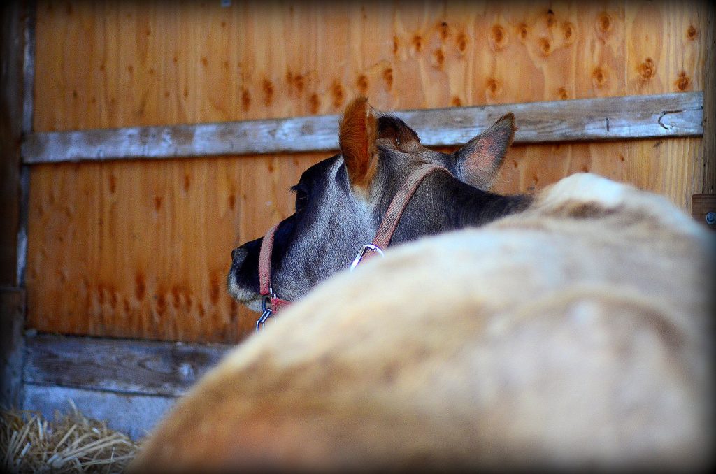 How to tell when a cow will calve (or not!) | The Elliott Homestead