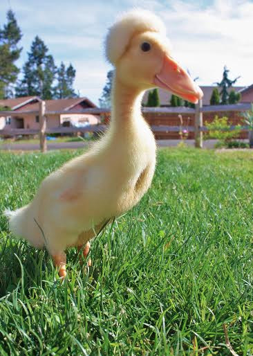 Mildred The Duck | The Elliott Homestead