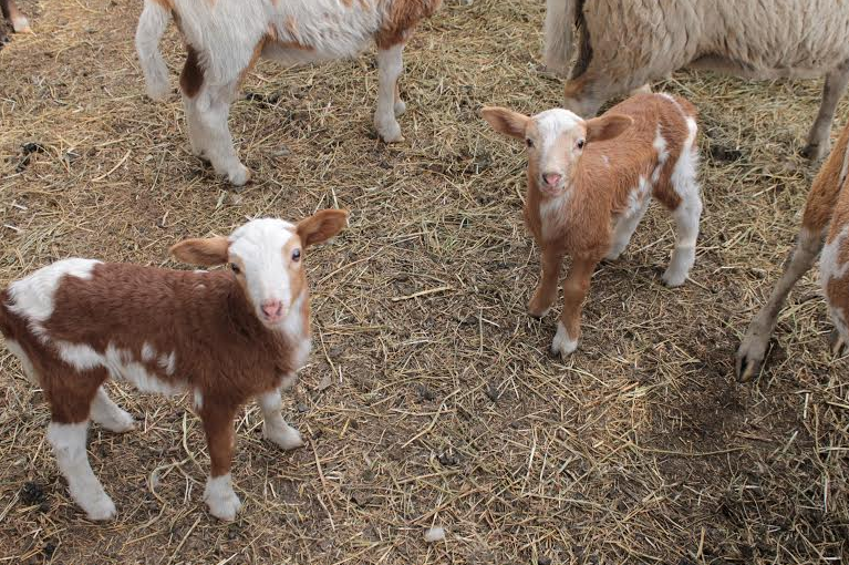 The Lambs I Want To Steal | The Elliott Homestead