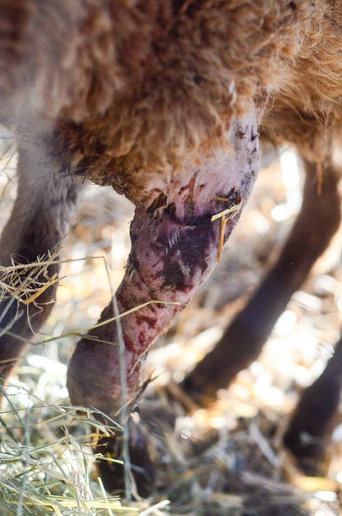 Predator wounds on a lamb | The Elliott Homestead