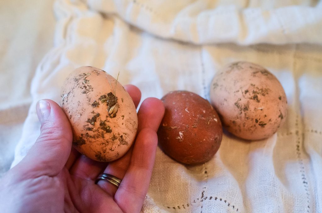 1. Winter eggs... | The Elliott Homestead
