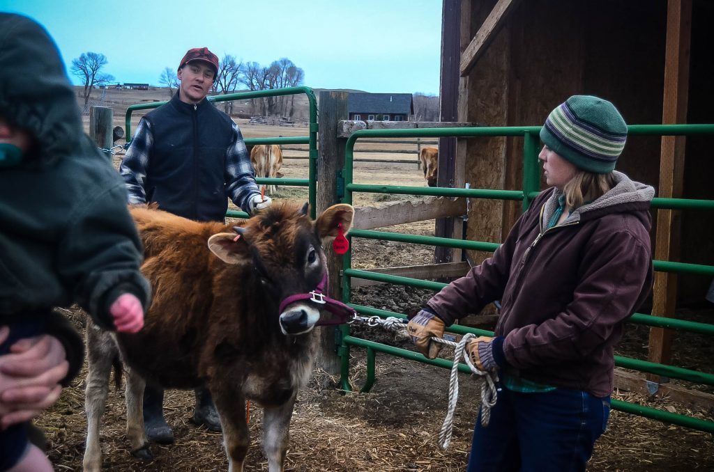 Welcome to the new family cow: Cecelia! | The Elliott Homestead