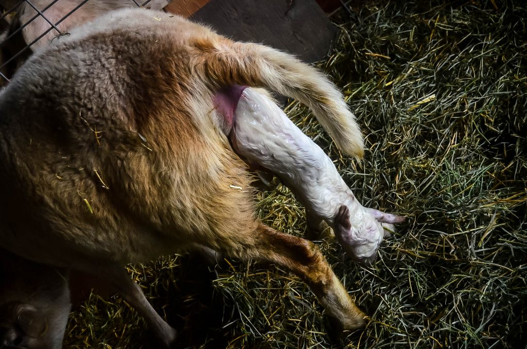 Little Lamb's Birth | The Elliott Homestead