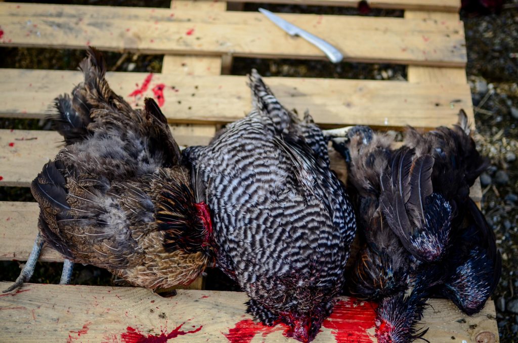 Decapitating old laying hens | The Elliott Homestead