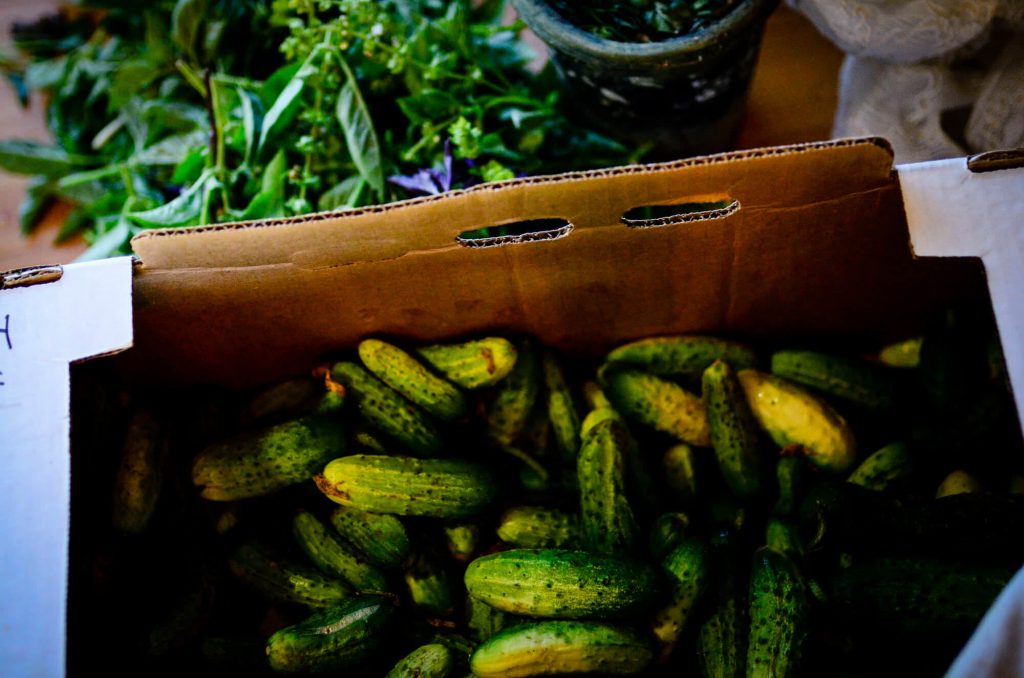 Pickling cucumbers for fermented pickles