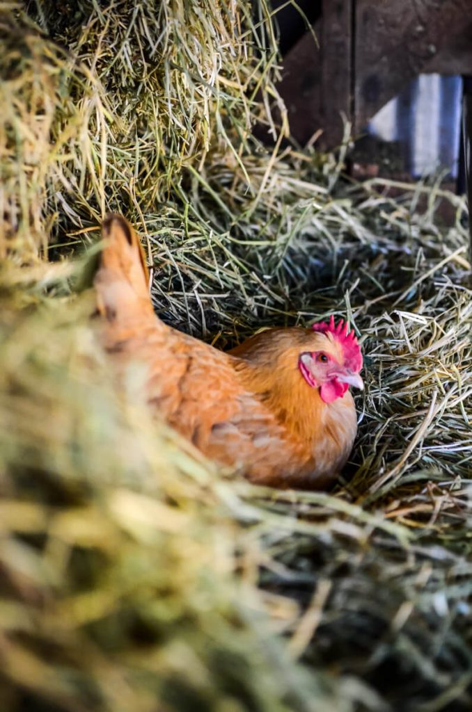 Chicken laying an egg | The Elliott Homestead