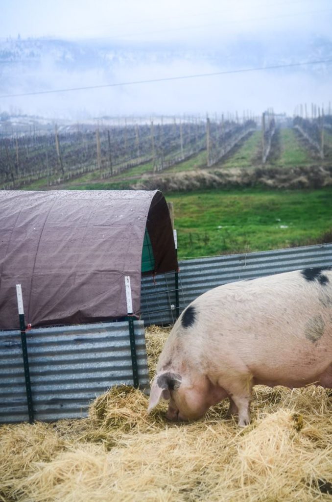 How To Build A Pig Shelter | The Elliott Homestead