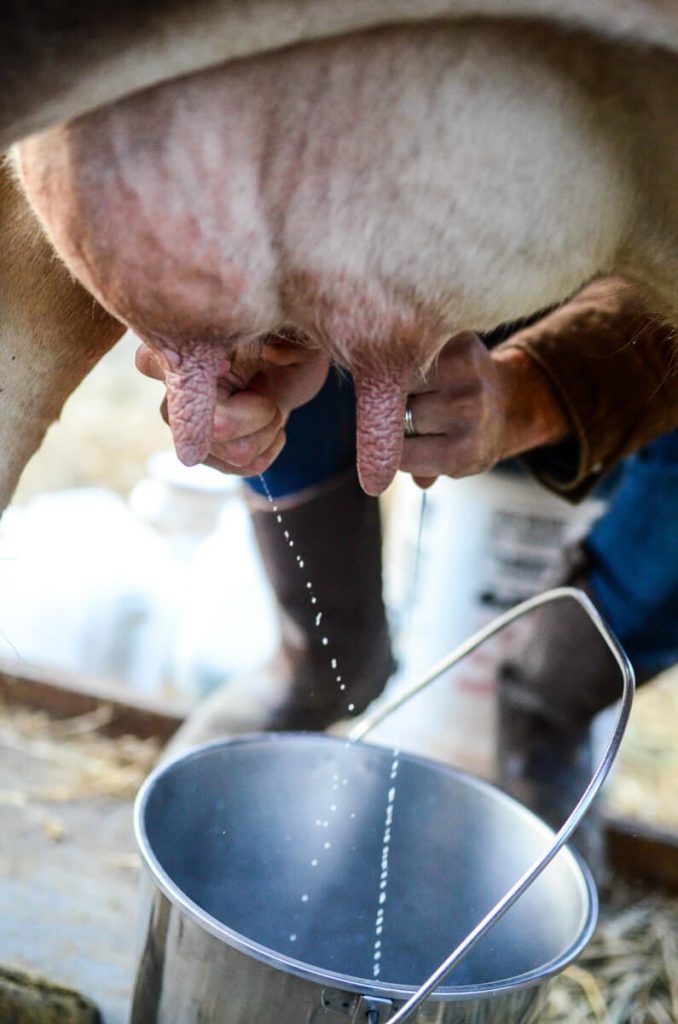Milking a cow (and sharing the milk with a calf!) | The Elliott Homestead