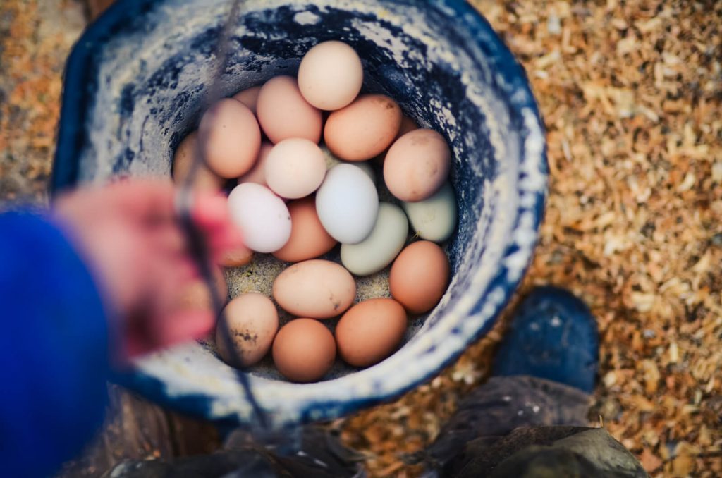 Gathering eggs