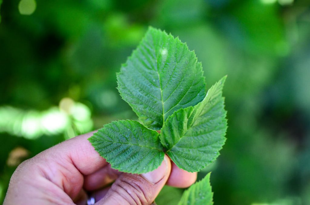 Harvesting raspberry leaves for tea | The Elliott Homestead