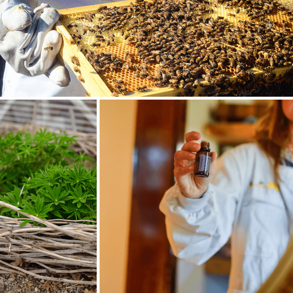 Essential Oils for Bee Stings | The Elliott Homestead
