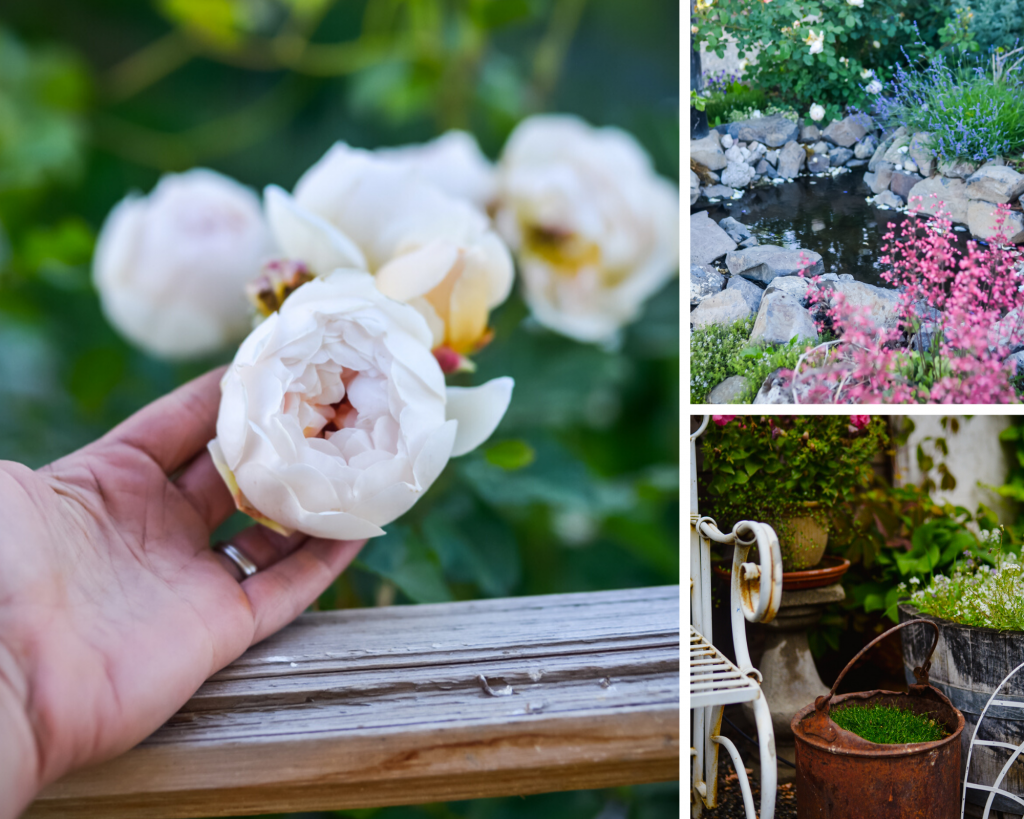 English Roses in the Cottage Garden | The Elliott Homestead