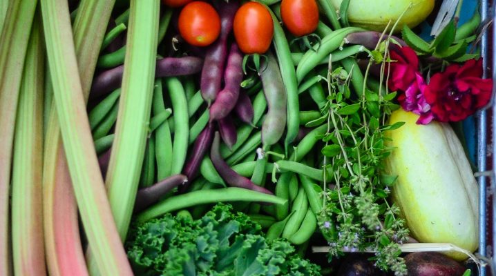 Complete List of What I'm Growing In My Vegetable Garden | The Elliott Homestead