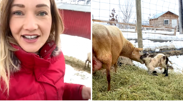 Highs and lows of lambing on our small farm. | The Elliott Homestead (.com)